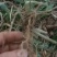 富强生态农业精选三年多花黄精种苗品质好药效高