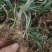 富强生态农业精选三年多花黄精种苗品质好药效高