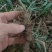 富强生态农业精选三年多花黄精种苗品质好药效高