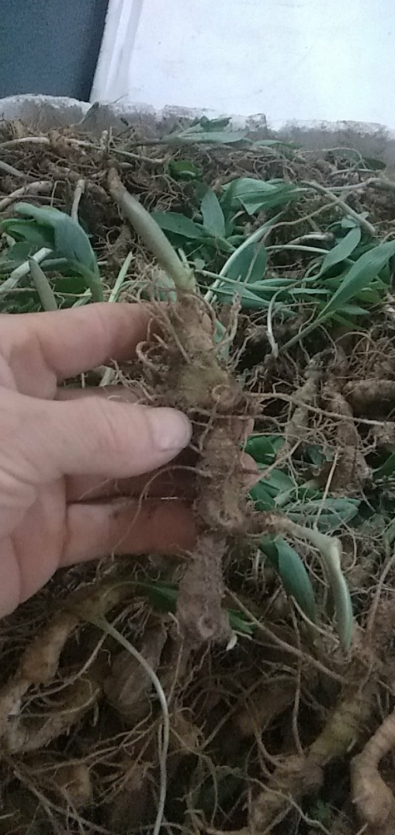 富强生态农业精选三年多花黄精种苗品质好药效高