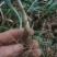 富强生态农业精选三年多花黄精种苗品质好药效高