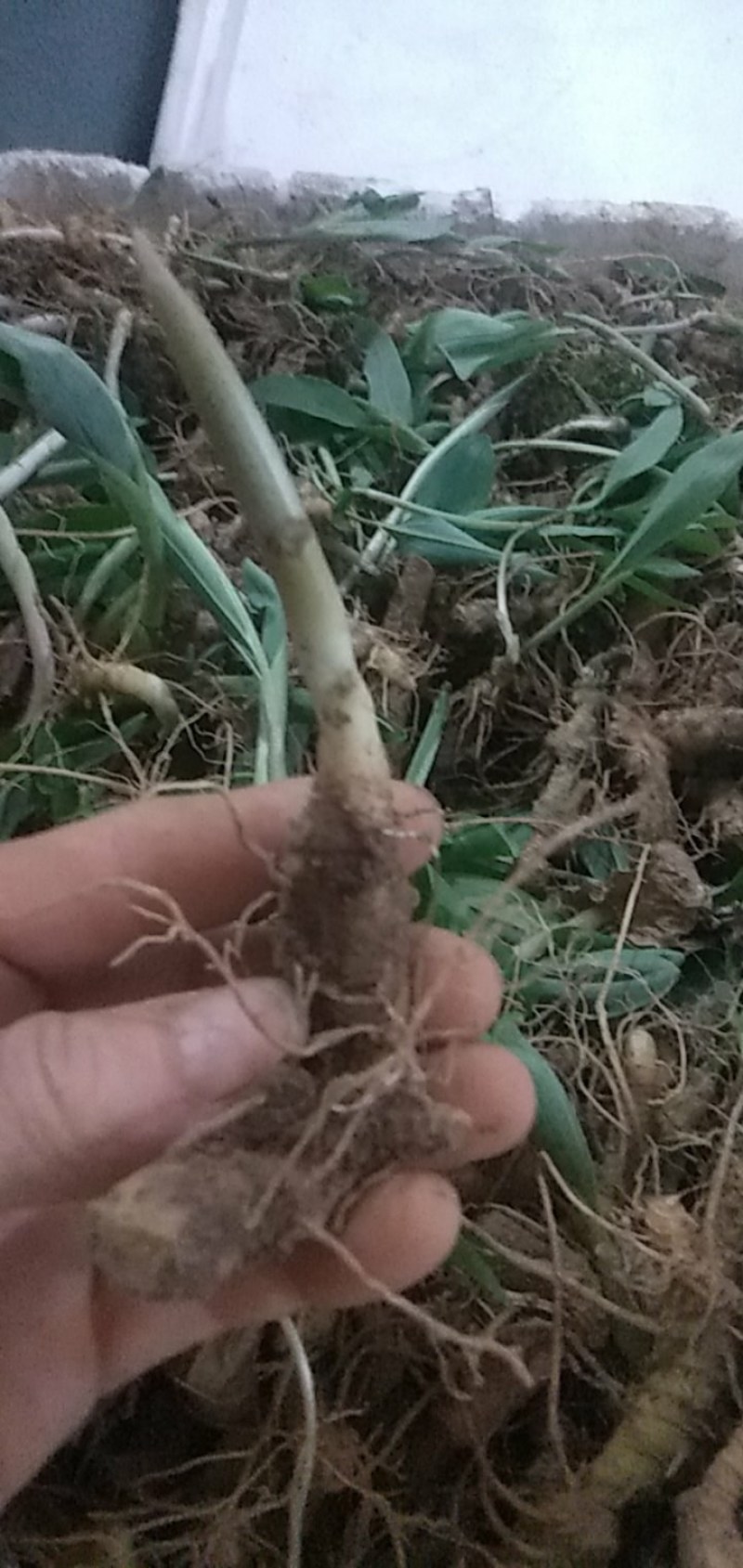 富强生态农业精选三年多花黄精种苗品质好药效高
