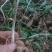 富强生态农业精选三年多花黄精种苗品质好药效高