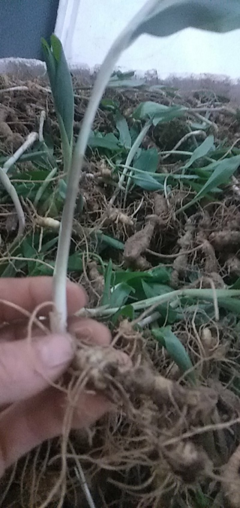 富强生态农业精选三年多花黄精种苗品质好药效高