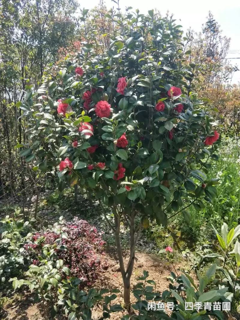 十里飘香耐冬耐冻大茶花树室内外阳台花园观花花卉盆景耐