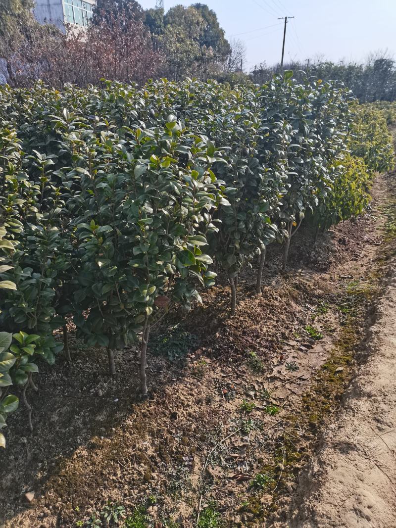 十里飘香耐冬耐冻大茶花树室内外阳台花园观花花卉盆景耐