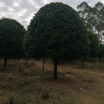 广西桂花树18公分长期供应，产地直销，价格实惠