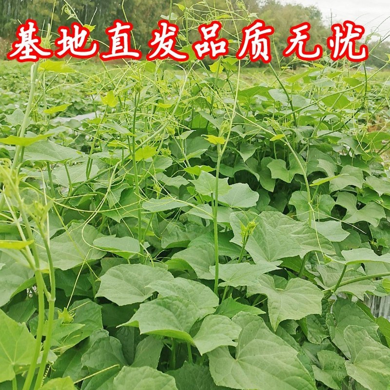 贵州安顺新鲜佛手瓜尖丝瓜尖捧瓜尖洋瓜龙须菜苔有机蔬菜现摘