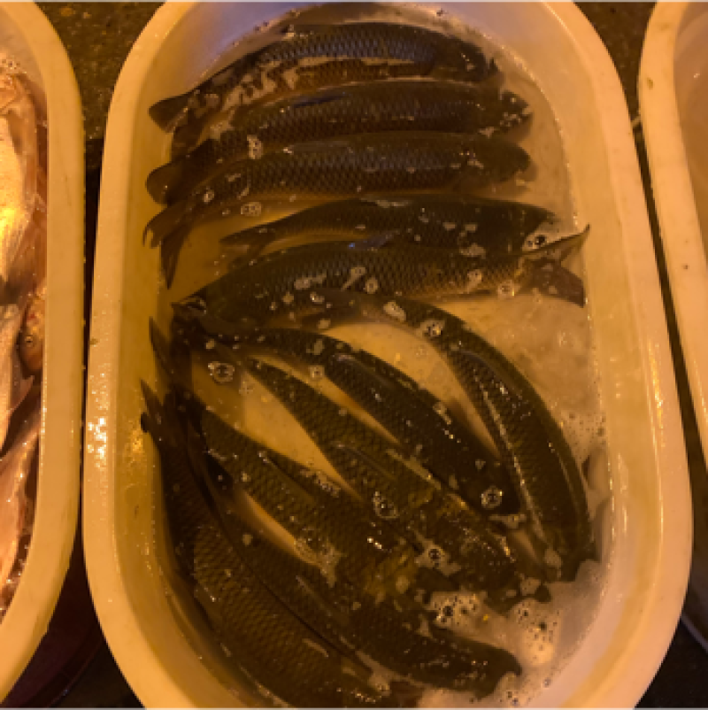 草鱼苗