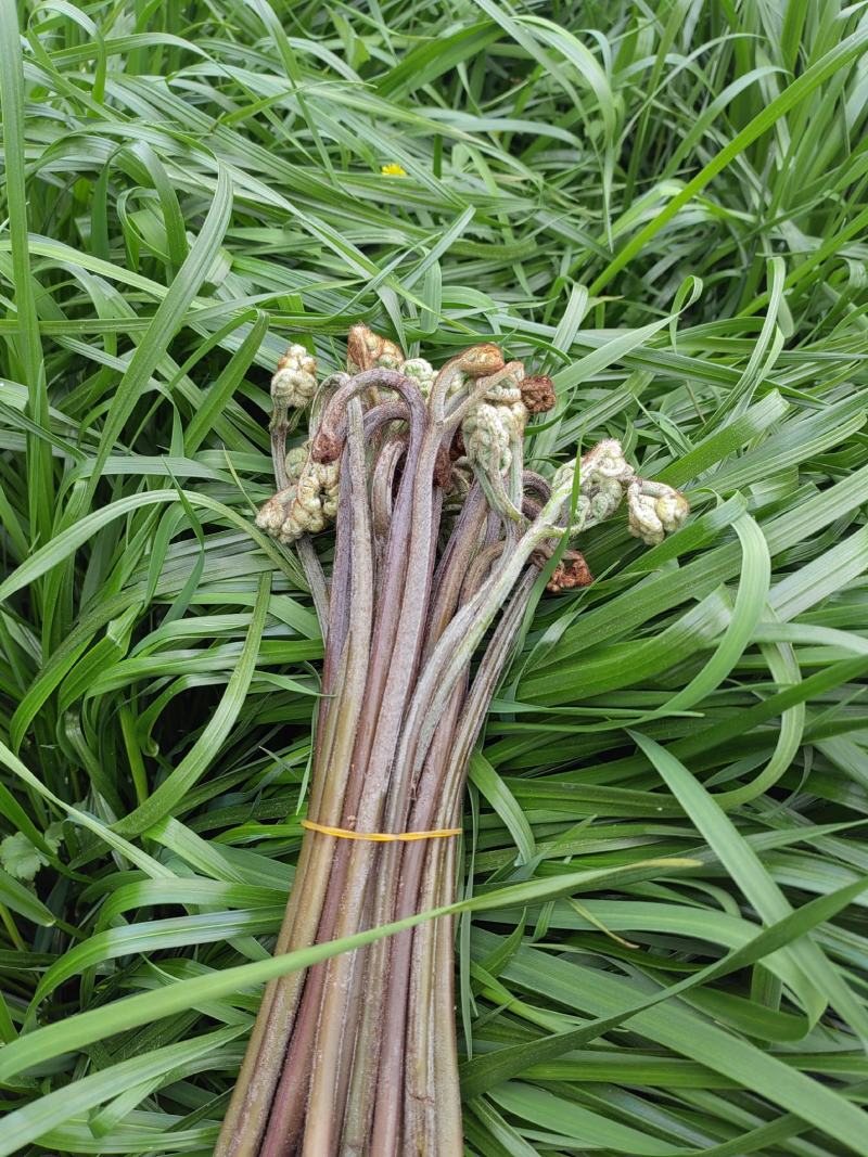 贵州蕨菜大山里的特产季节性野菜，新鲜，标准25公分