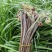 贵州蕨菜大山里的特产季节性野菜，新鲜，标准25公分