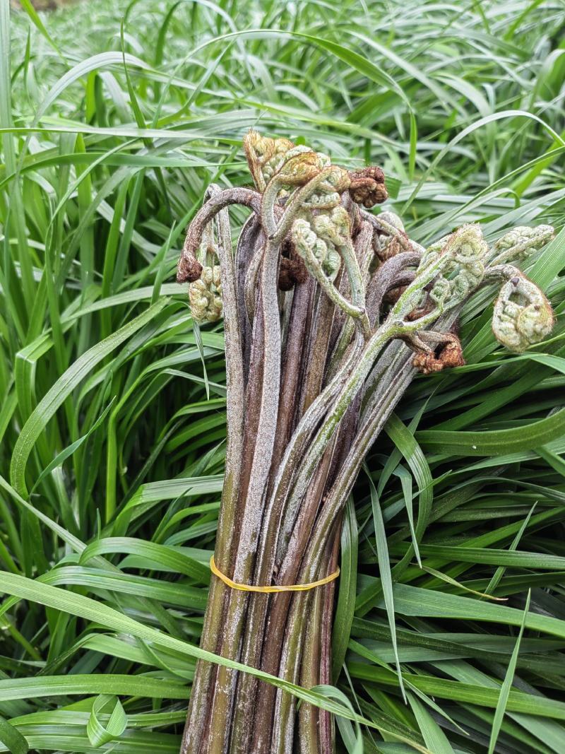 贵州蕨菜大山里的特产季节性野菜，新鲜，标准25公分