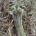 贵州蕨菜大山里的特产季节性野菜，新鲜，标准25公分