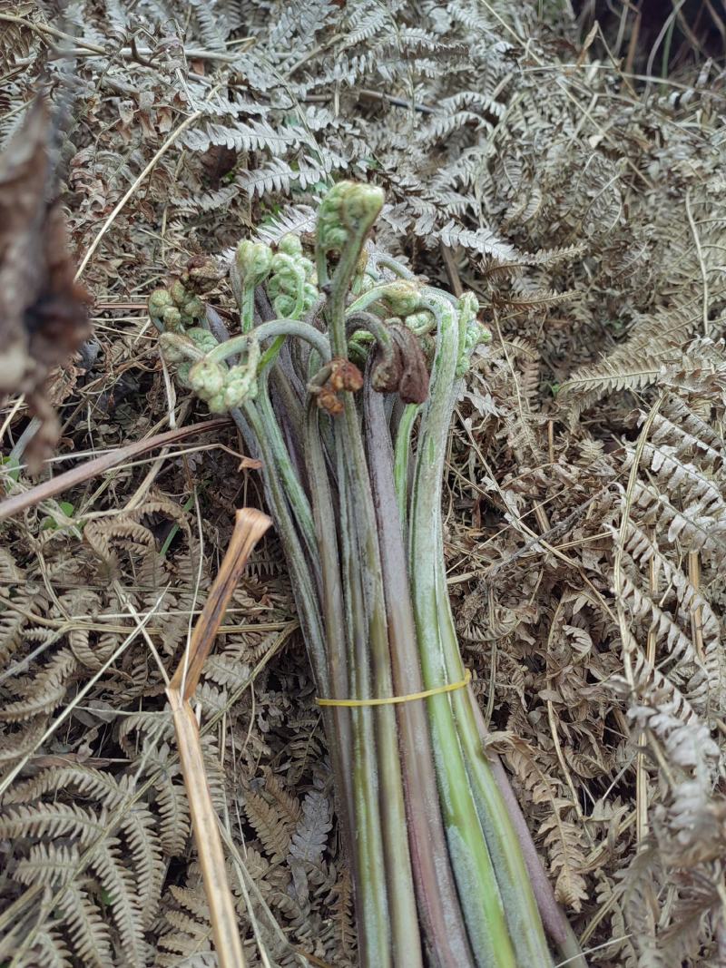 贵州蕨菜大山里的特产季节性野菜，新鲜，标准25公分