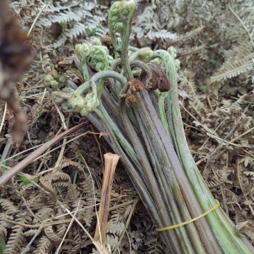 贵州蕨菜大山里的特产季节性野菜，新鲜，标准25公分