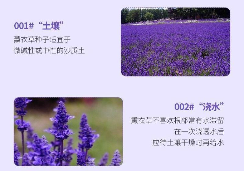 薰衣草种子花海景观绿化庭院花草种花种籽多年生花卉种子