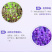 薰衣草种子花海景观绿化庭院花草种花种籽多年生花卉种子