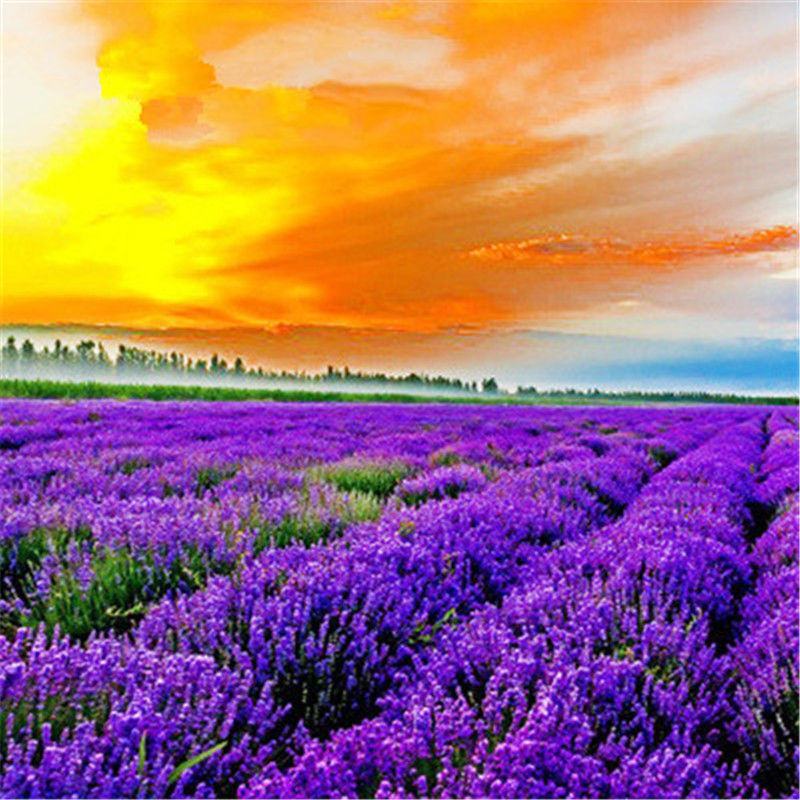 薰衣草种子花海景观绿化庭院花草种花种籽多年生花卉种子