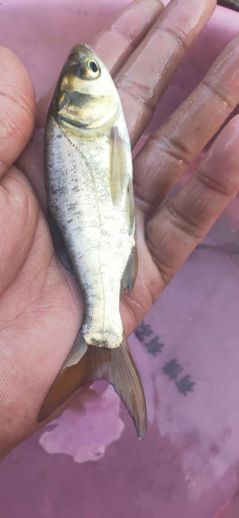 草鱼苗，各种鱼苗，鱼苗体格好，生长快，成活率高，容易养殖