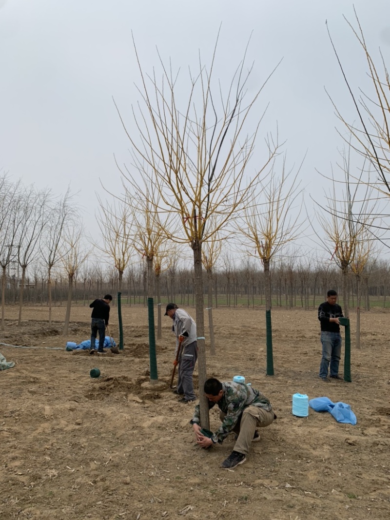 百茂园林常年低价供应各种规格金枝槐黄金槐