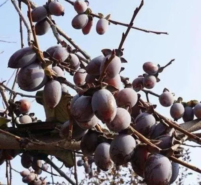 君迁子（黑枣苗，软枣子）嫁接柿子苗优良占木！