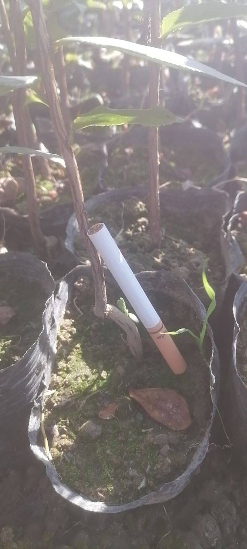 大量出售红花油茶苗，袋苗111111111