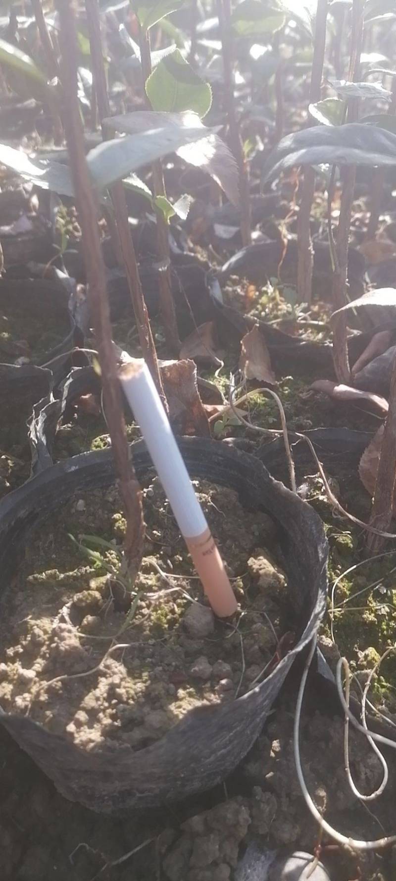 大量出售红花油茶苗，袋苗111111111