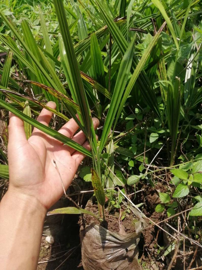 大量出售红花油茶苗，袋苗111111111