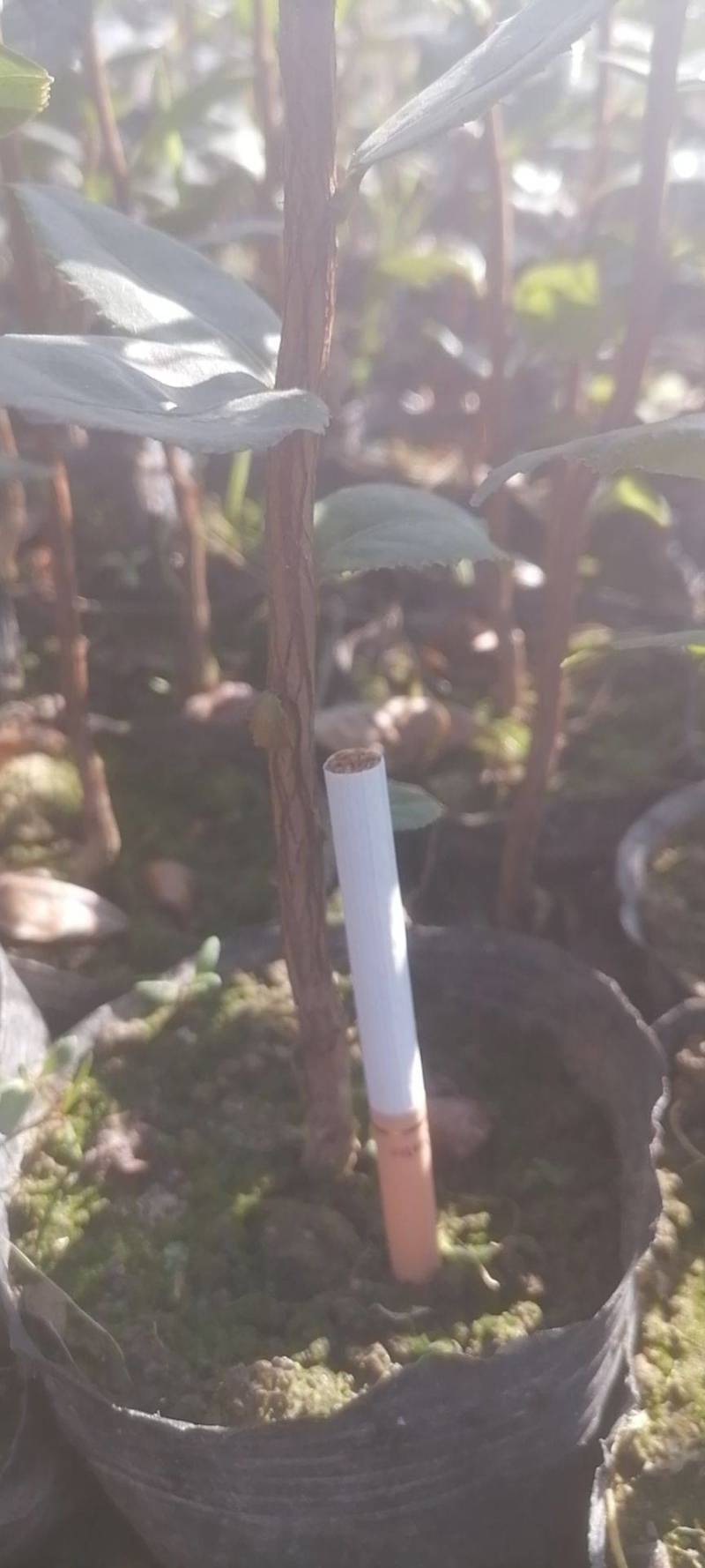 大量出售红花油茶苗，袋苗111111111
