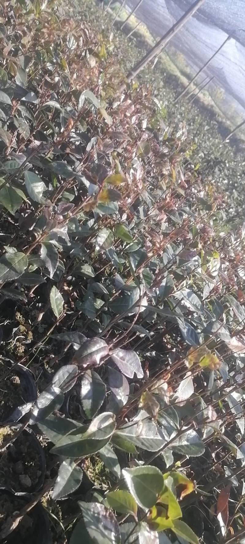 大量出售红花油茶苗，袋苗111111111