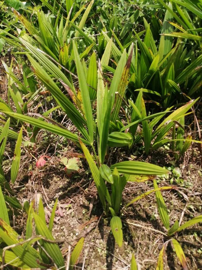 大量出售红花油茶苗，袋苗111111111