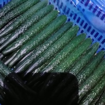 密刺黄瓜22~25公分干花带刺货源充足保质保