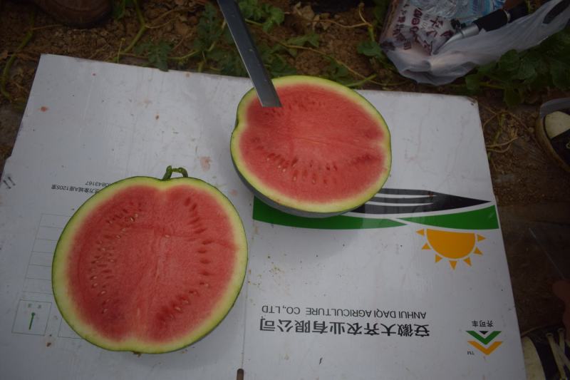 齐黑无籽一号西瓜种子正圆形黑皮无籽西瓜种子大红瓤皮硬