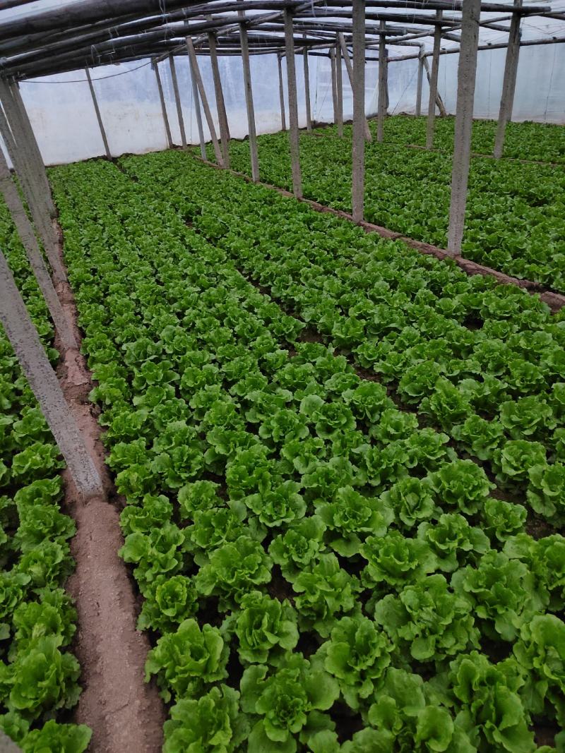 精品意大利生菜基地直供新鲜上市质量保证诚信合作视频看货