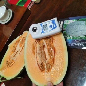 海南哈密瓜皮厚肉细-脆甜多汁-货源充足产地直销