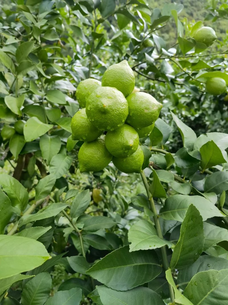 四川安岳柠檬！一手货源产地直供，量大，批发白菜价！
