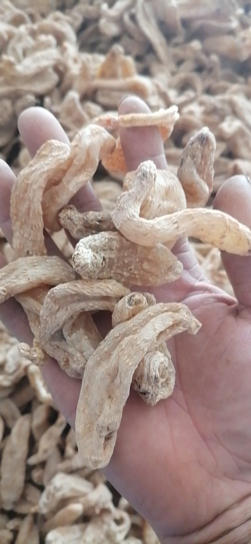 【红天麻】精品天麻大量供应无中间商一手货源全国供应