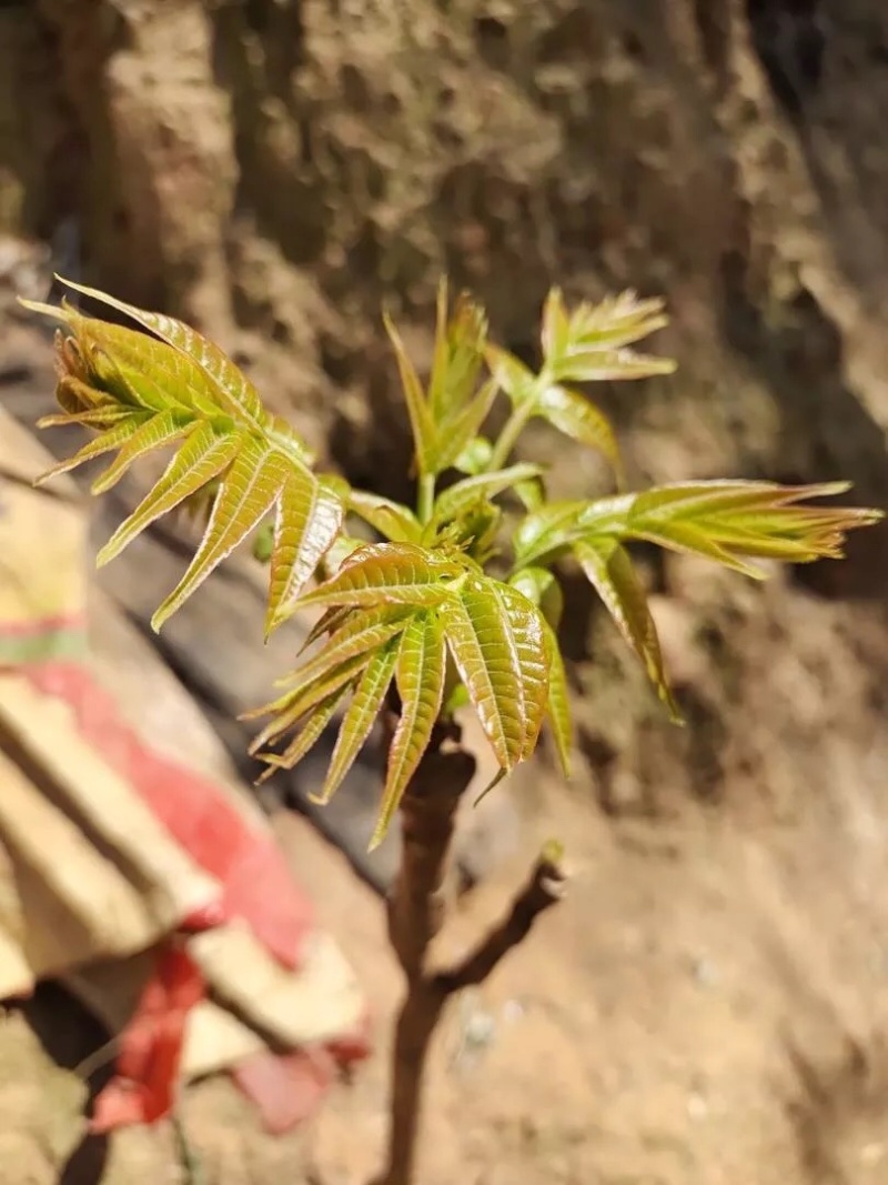 香椿芽