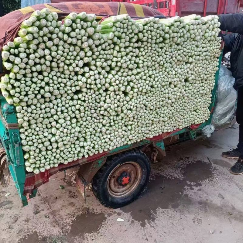 饶阳冷棚精品西芹，芹菜50cm以上，颜色亮，不空心