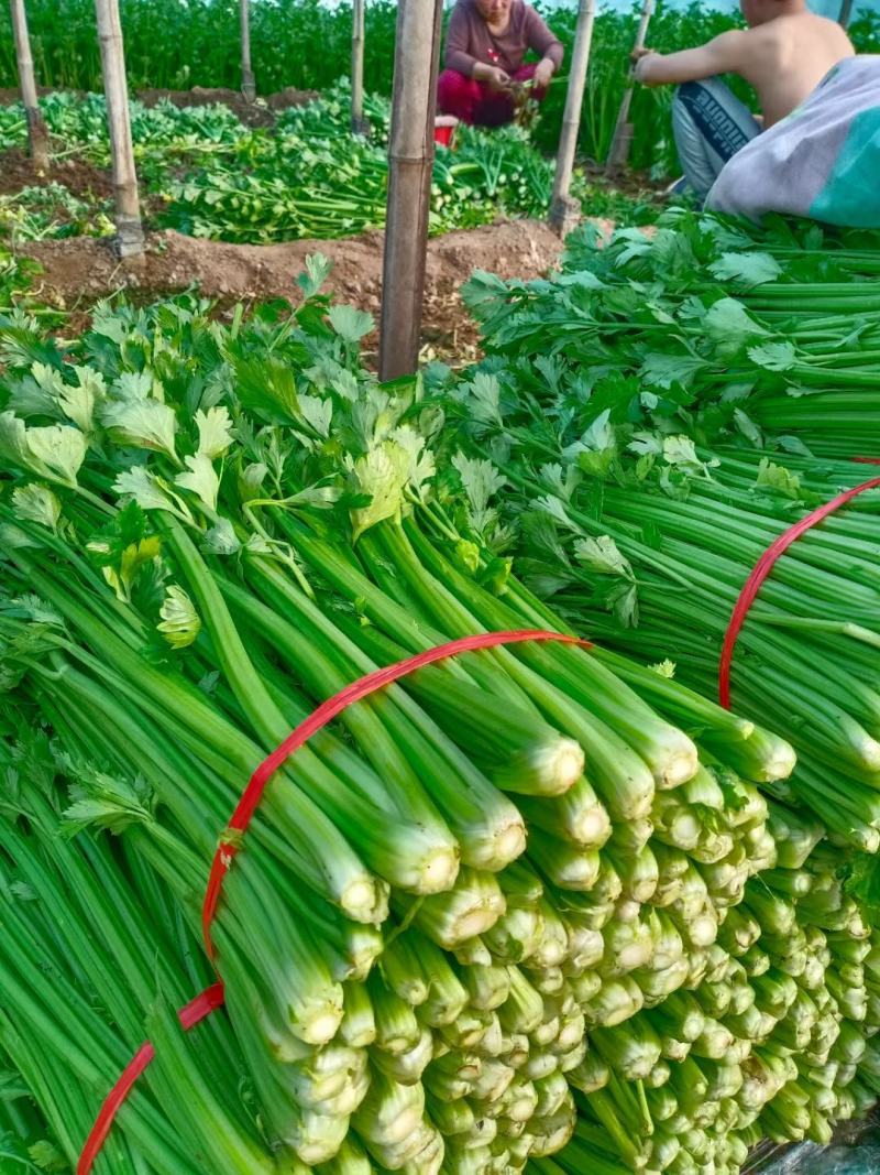 饶阳冷棚精品西芹，芹菜50cm以上，颜色亮，不空心