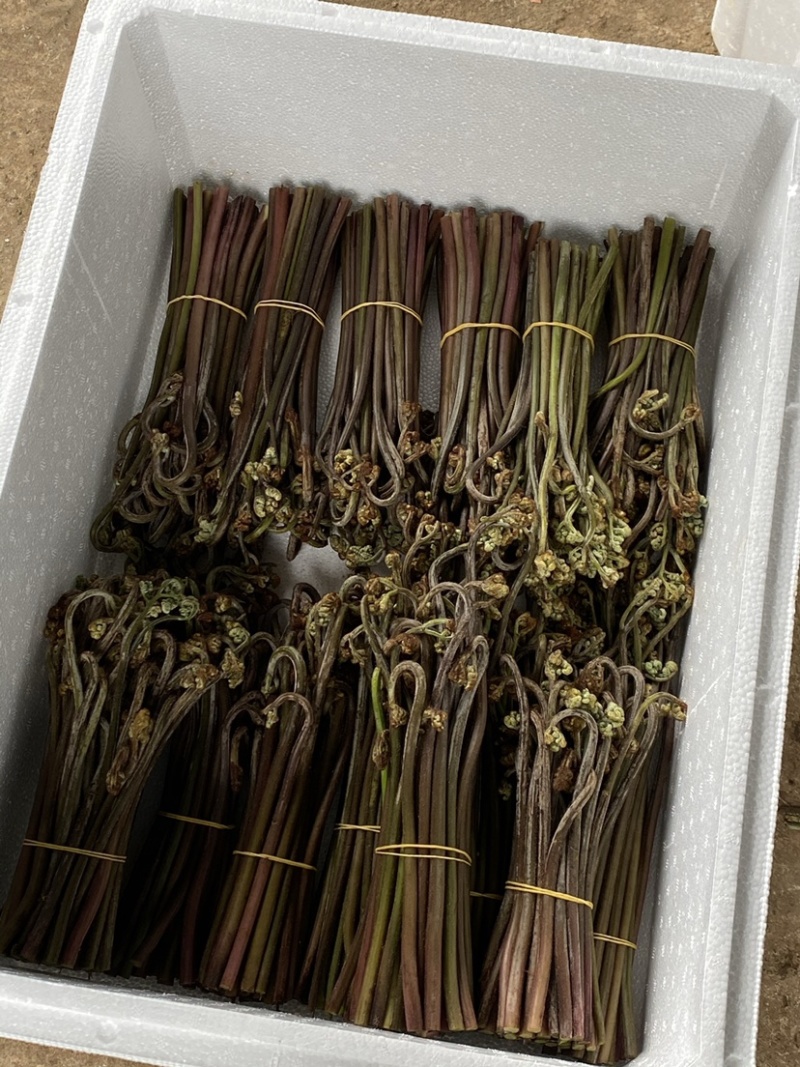 贵州精品鲜蕨菜，已开始大量上市，全国发货，各大超市