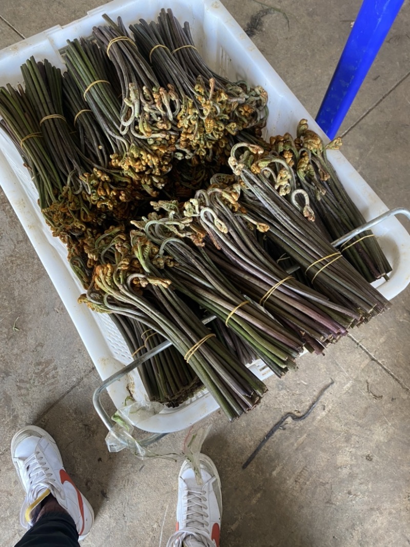 贵州精品鲜蕨菜，已开始大量上市，全国发货，各大超市