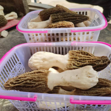 山东羊肚菌