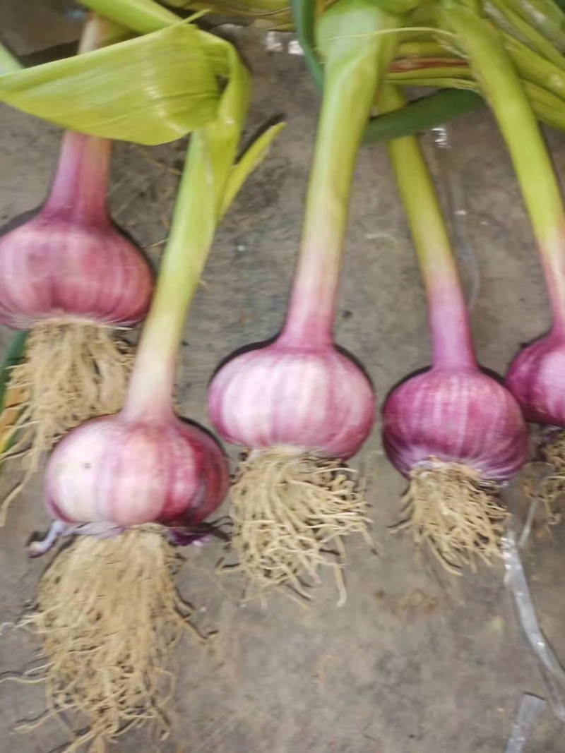 云南大蒜，鲜蒜，半干蒜，电商货，大量现货，
