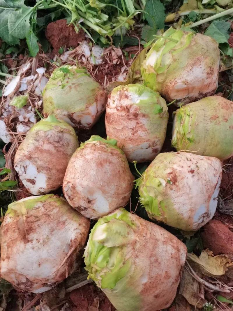 大头菜、日本光头芥菜头、千亩基地大量出货中