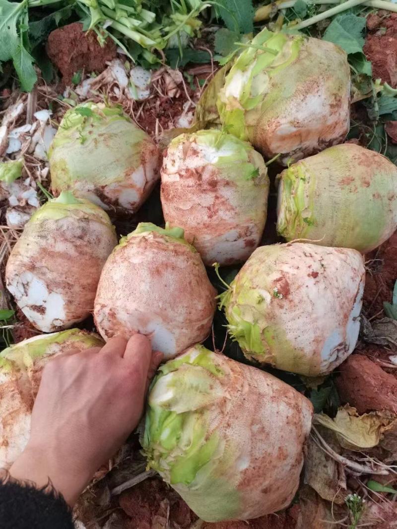 大头菜、日本光头芥菜头、千亩基地大量出货中