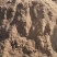 出售腐殖土，有机肥，松针土。