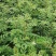 11优价狮子王无刺花椒苗旱地苗根系发达，木质化强包运输。