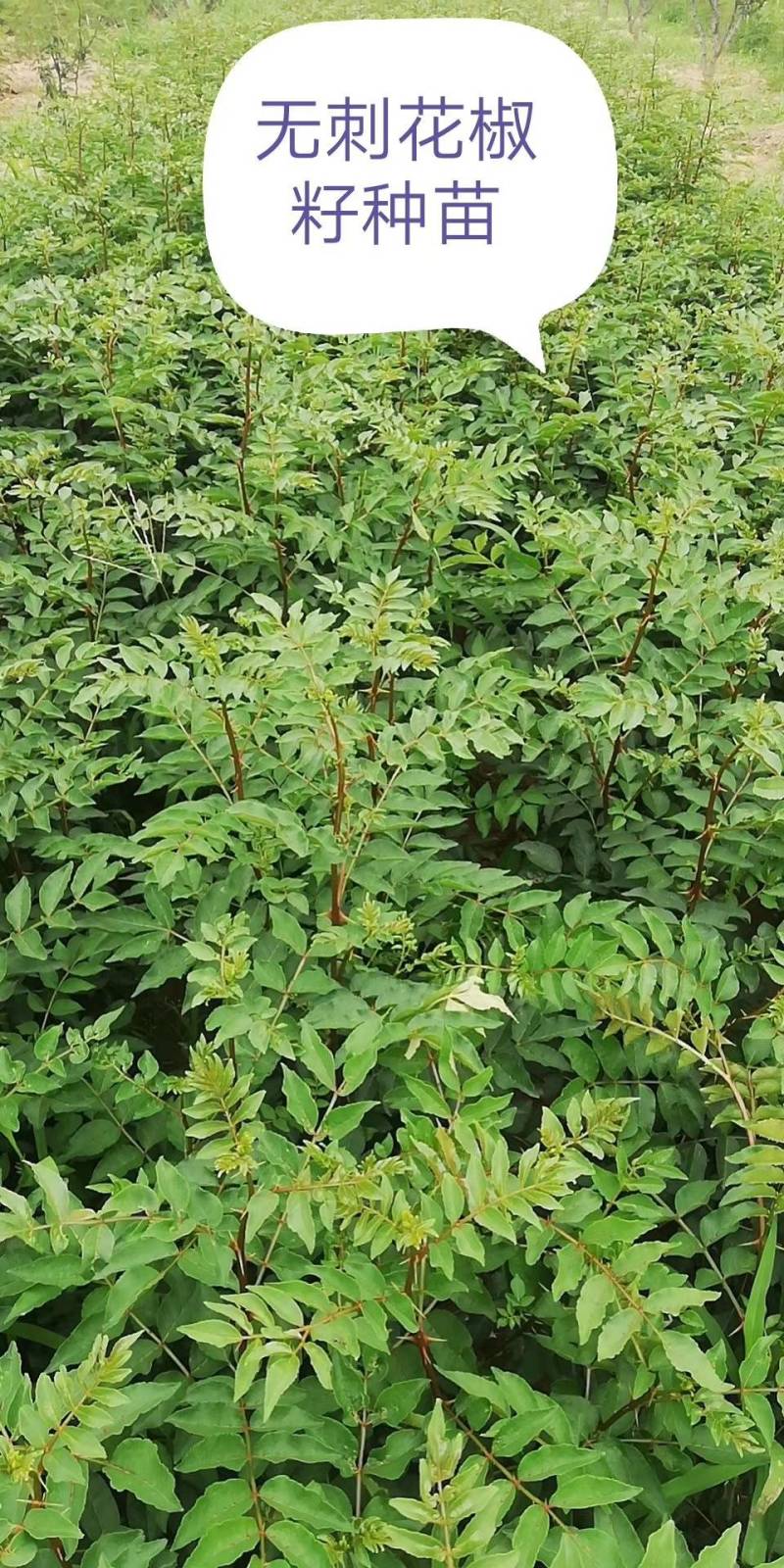 11优价狮子王无刺花椒苗旱地苗根系发达，木质化强包运输。