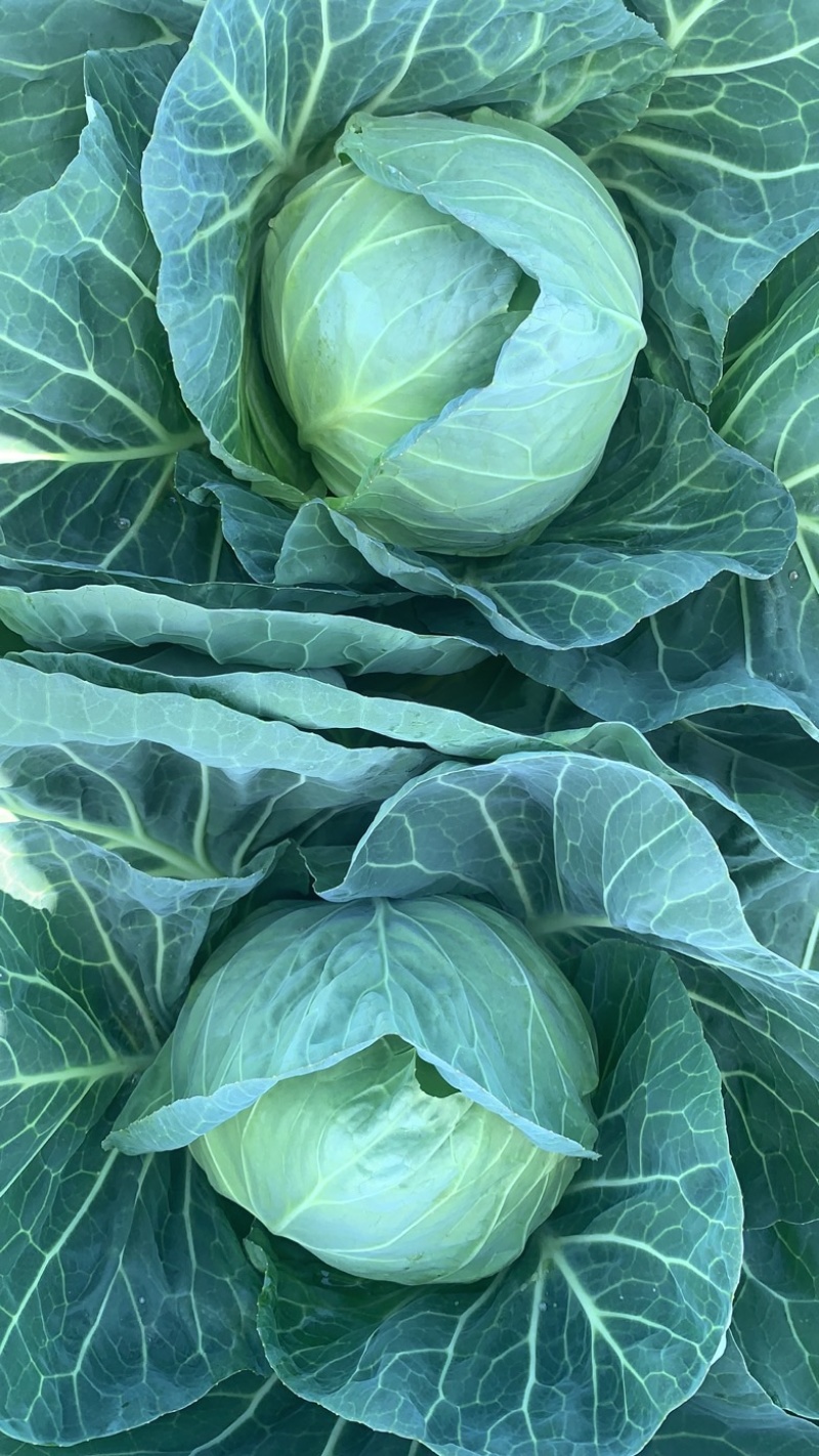 精品甘蓝包菜，散装，袋装，试邀批发商，平台，超市